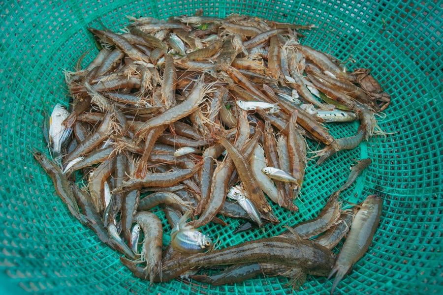 shrimp in a basket